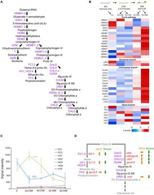 Interpreting Cytokinin Action as Anterograde Signaling and Beyond